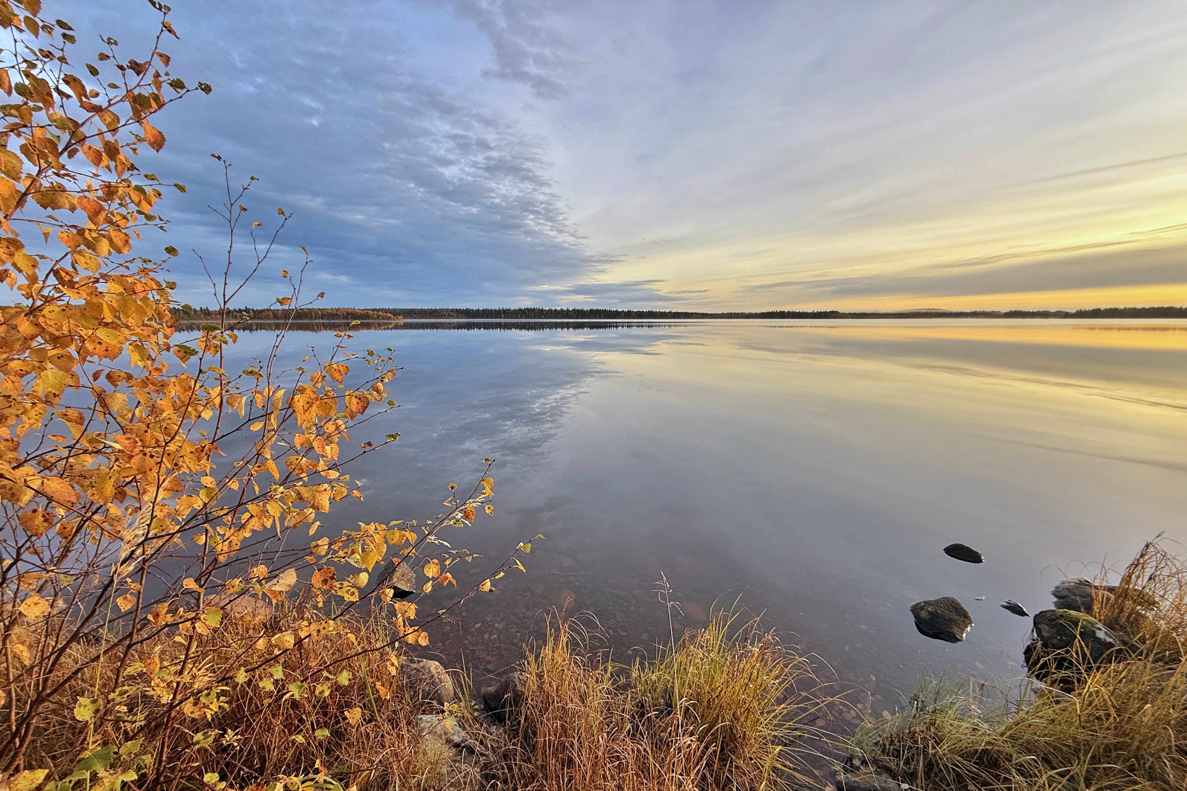 Lac finlandais bordé de bouleaux d'automne